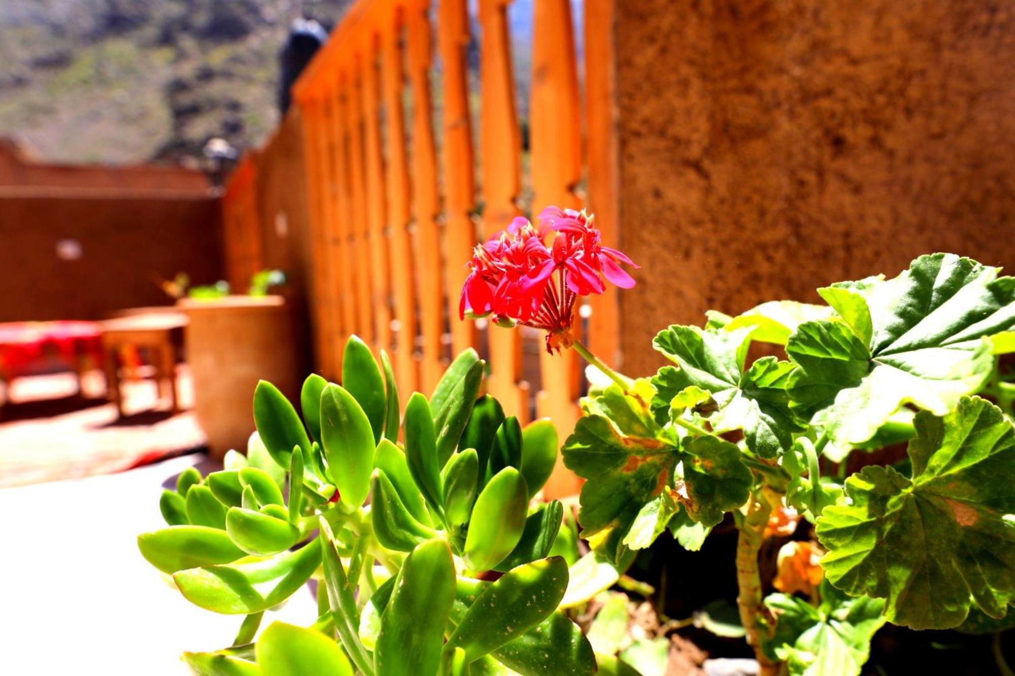 Guest house Atlas Kasbah